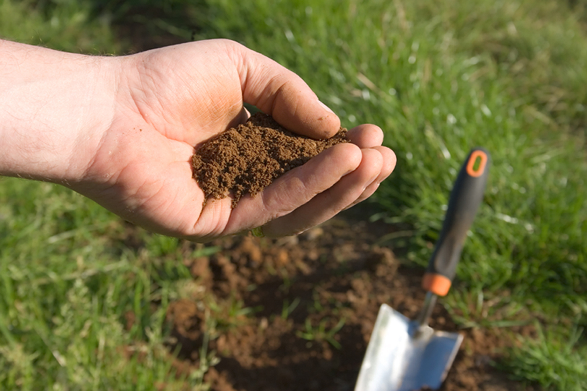 person holding soil in his hand