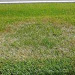How to Identify, Control, and Prevent Brown Patch