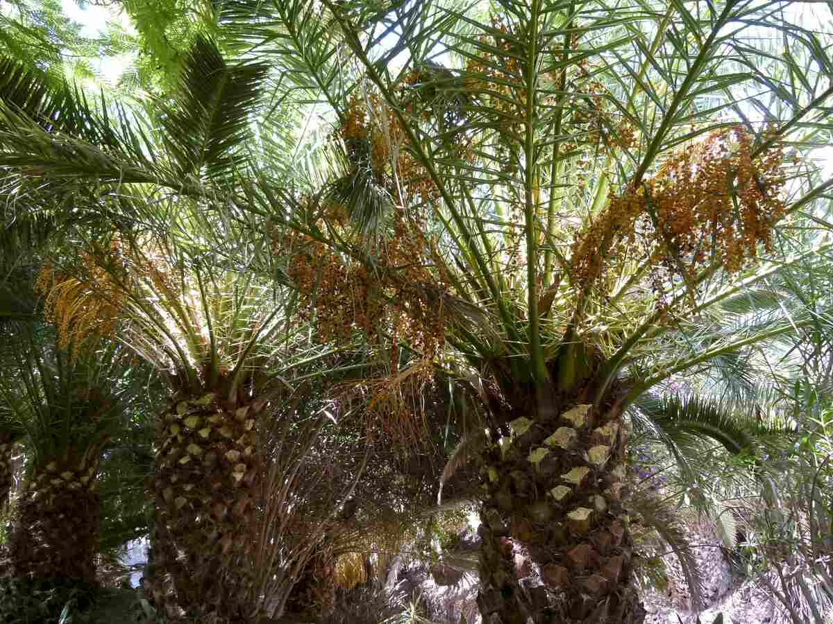 Phoenix canariensis