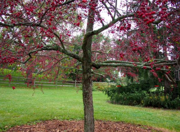 Prairifire crabapple