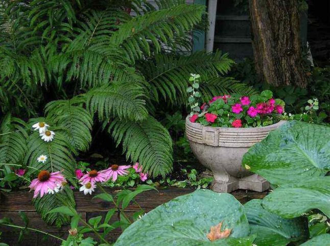 shade garden of a house