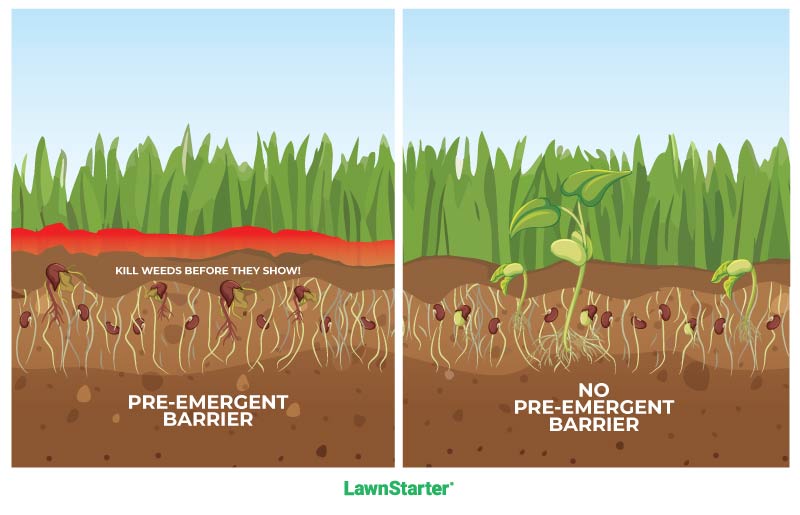 infographic for Pre-Emergent Herbicide